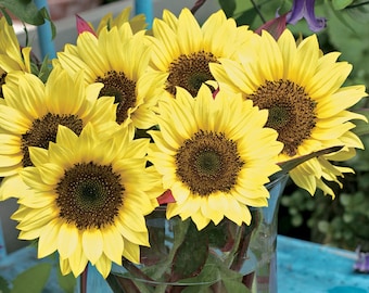 Sunflower - Sunrich Limoncello - 10 Premium flower seeds - Beautiful ! USA