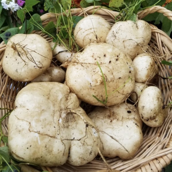 10 Heirloom Jicama seeds - Unique ! Specialty ! Crisp ! Sweet ! Tasty ! USA !