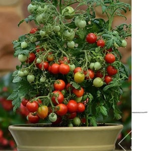 Peut inclure: Un plant de tomates en pot avec des feuilles vertes et de nombreuses tomates rouges et jaunes. La plante est dans un pot en céramique brun clair. Le texte "Geranium Kiss" est visible en bas de l'image.