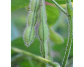 25 graines de soja géant Midori - Edamame/Delicious !! Cultivé et récolté aux États-Unis !!