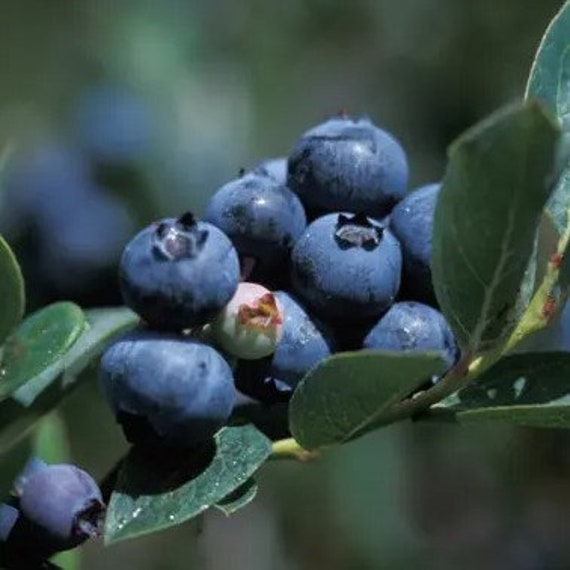 Live Plants - Duke or Elliott Blueberry Bush - Berries ! Fresh ! Sweet !  Tasty ! - Etsy