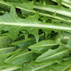 Heirloom Italiaanse paardenbloemzaden - kruid! VS! 350 zaden! Koken! Vers! Lekker! Groenen! Salade! Halve gram!