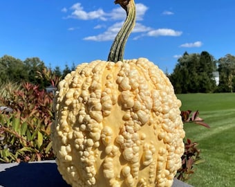 10 Popcorn pumpkin seeds - Unique ! Warted ! White ! Halloween ! Fall ! USA !