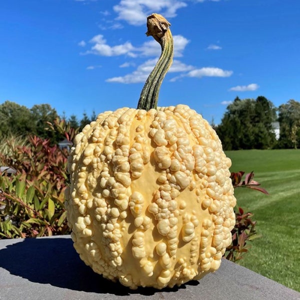 10 Popcorn pumpkin seeds - Unique ! Warted ! White ! Halloween ! Fall ! USA !