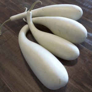 10 Calabash Gourd seeds - Bottle Gourd - Asian - squash - Grown/Harvested in USA !! Specialty ! Unique !