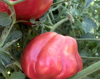 20 Heirloom Oaxacan Pink tomato seeds - Unique, Sweet, Juicy, Beautiful, USA !!