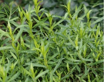 Heirloom Russian Tarragon seeds - Herbs ! Fresh ! Tasty ! USA ! Spring !