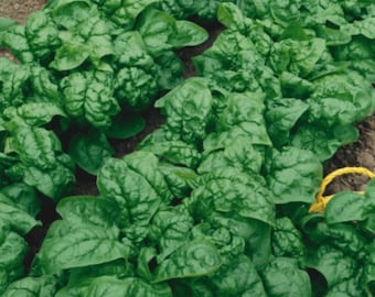 Bloomsdale spinach seeds - Free ship ! One gram ! USA ! Tasty ! Fresh ! Healthy ! Greens !