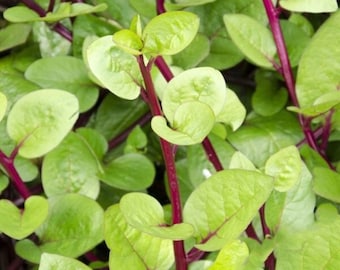 May include: Close-up of a leafy green plant with bright red stems. The leaves are heart-shaped and have a glossy texture.