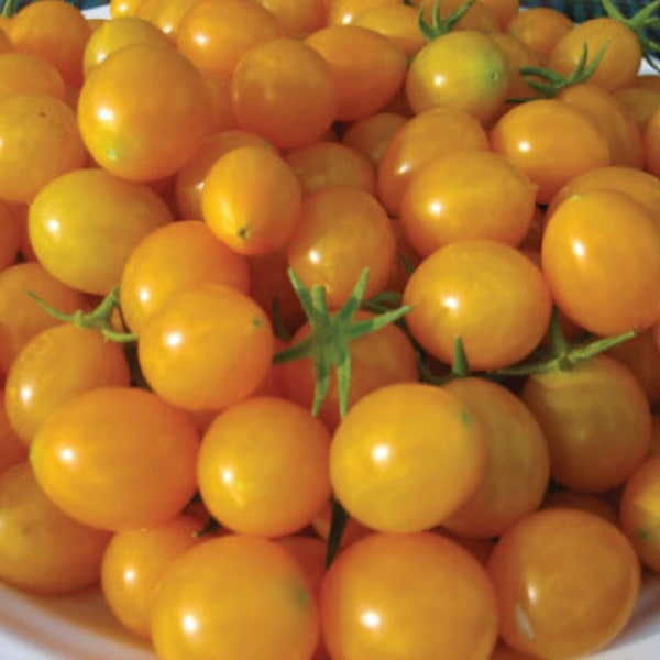 20 Organic German Blondkopfchen cherry tomato seeds - Free Ship - Grown in USA - Unique !!