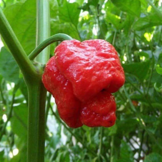10 Trinidad Scorpion Pepper Seeds Hot/spicy Grown in USA