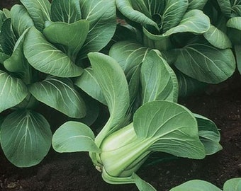 Mei Qing Choi vegetable seeds  Delicious ! Healthy ! Asian greens ! Pak Choi ! Baby Bok Choi !
