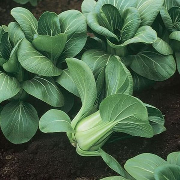 Mei Qing Choi vegetable seeds - Free Ship - Delicious ! Healthy ! Asian greens ! Pak Choi