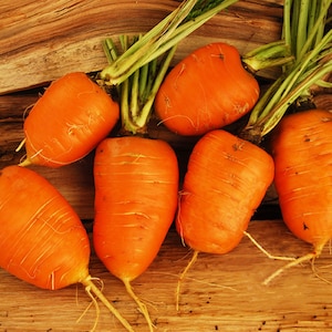 Parisian Oxheart carrot seeds - Grown/Harvested in USA !! One gram Approx 750 seeds