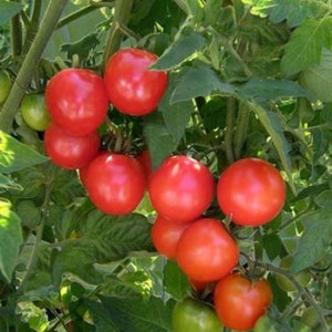 May include: A close-up of a tomato plant with several ripe red tomatoes hanging from the branches. The tomatoes are clustered together, with some green leaves visible in the background.
