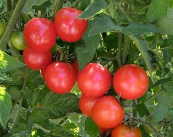 20 Graines de tomates bimates bio Chadwick Cherry - Sucré et juteux - Cultivés et récoltés aux Etats-Unis