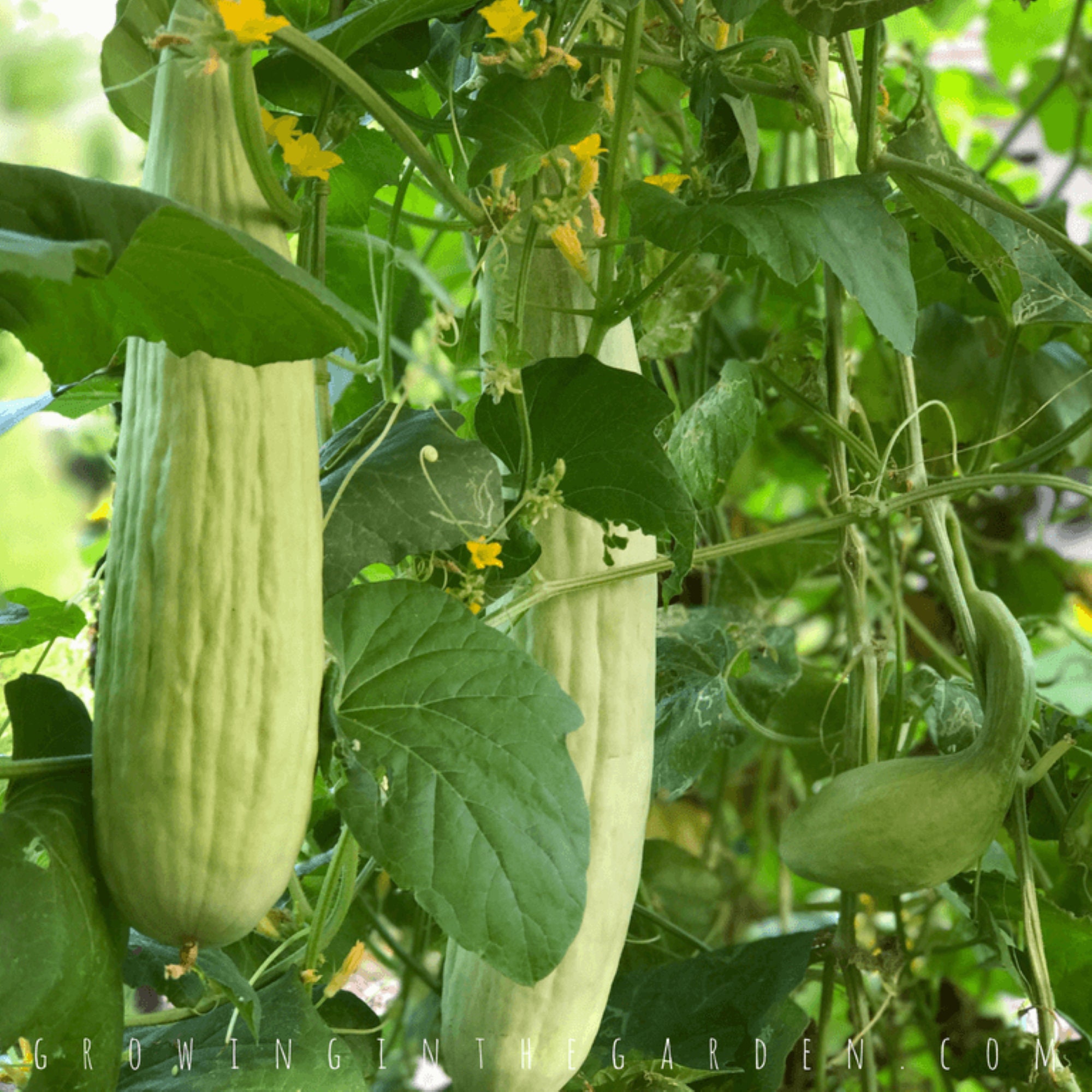 10 Armenian Cucumber Pale/light Variety Free Ship Grown in USA Etsy