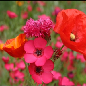 Red Wildflower mix - Premium flower seed - Beautiful !! Grown in USA !! 400+ seeds per packet !
