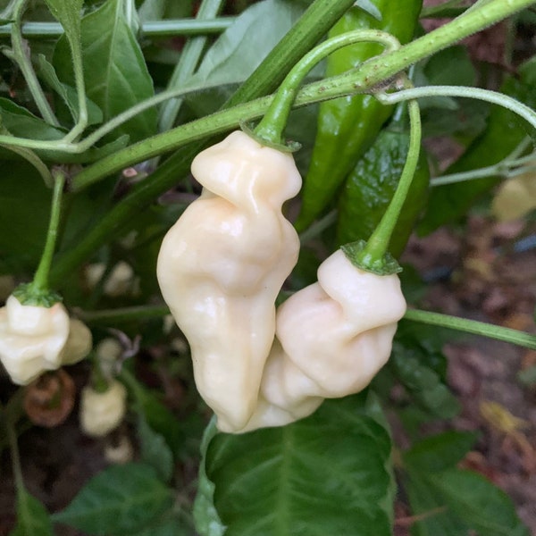 10 Premium Devil's Tongue White pepper seeds - Super hot ! Atomic ! Grown in USA !!