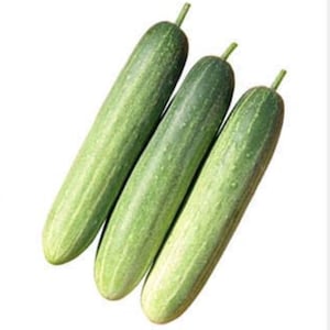 10 Korean Eun Cheon hybrid cucumber seeds - Free ship - Asian ! Crisp ! Fresh ! Tasty !
