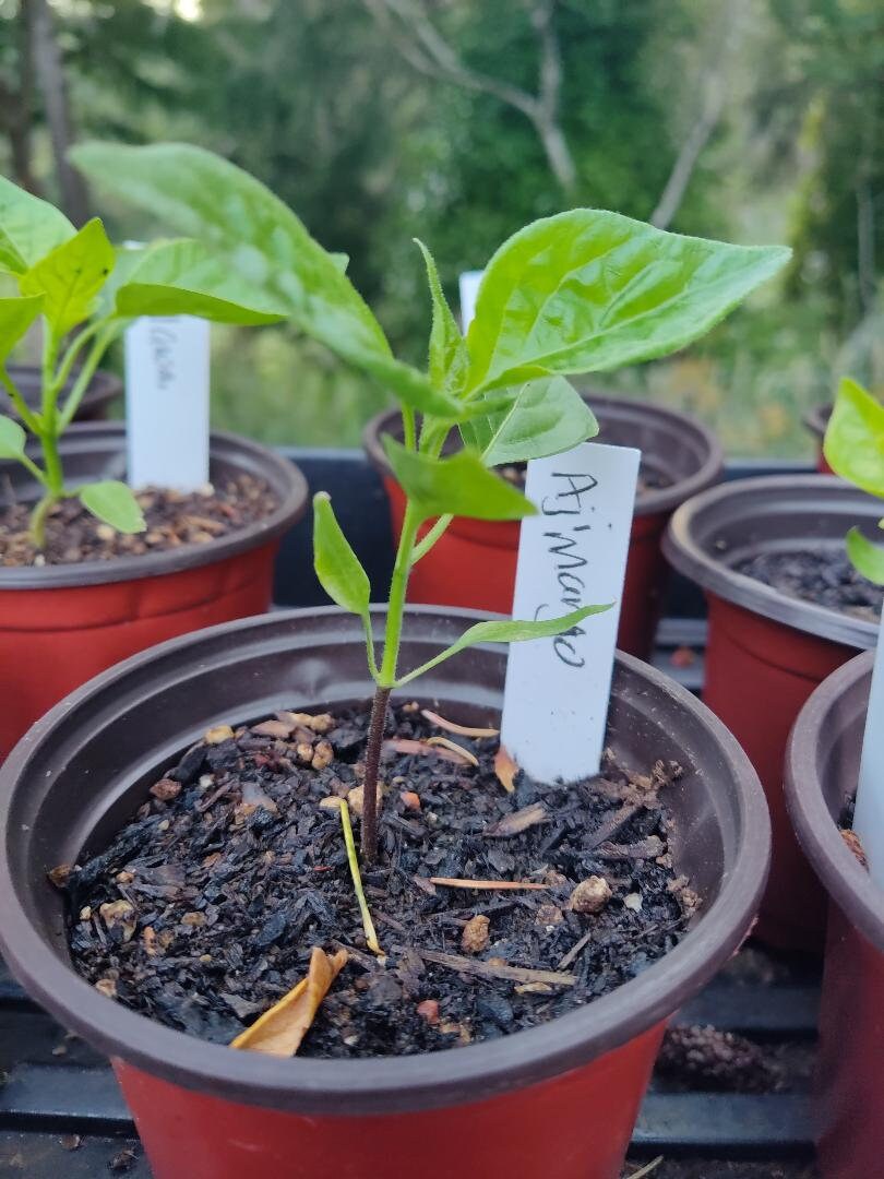 14+ Live Pepper Plants