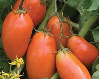 10 San Marzano Heirloom tomato seeds - Grown/Harvested in USA !! Tasty ! Italian !! Paste !