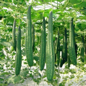 May include: A close-up of a lush green vegetable garden with long, slender, dark green gourds hanging from vines. The gourds are smooth and have a slightly ribbed texture.