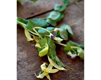 25 Organic Golden Sweet pole pea seeds - Grown/Harvested in USA Tasty ! Delicious !
