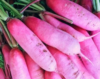 Pink Summercicle radish seeds Fresh ! Tasty ! Sweet ! Crisp ! USA !