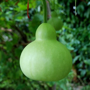10 Heirloom Martinhouse Bottle Gourd seeds - Asian ! Unique ! Specialty ! Indian Squash ! USA!