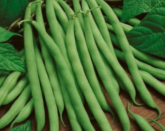 May include: A bunch of fresh green string beans, arranged on a wooden surface with green leaves.