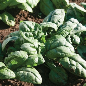 Kookaburra semi-Savoy spinach seeds - Grown in USA Tasty ! Healthy ! Heirloom ! One gram !