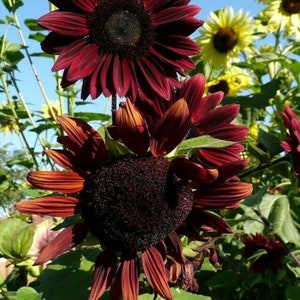 10 Chocolate Cherry Premium sunflower seeds - Beautiful ! USA !! Stunning ! 2024 !
