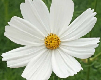 Premium Cosmos, Purity flower seed - Stunning White ! Gorgeous ! 30+ seeds USA !