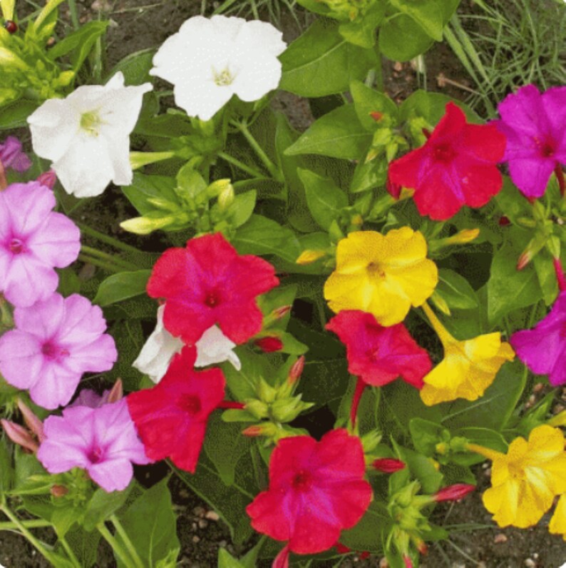 Four O'clock Mix Premium Flower Seeds Beautiful Summer Spring USA One