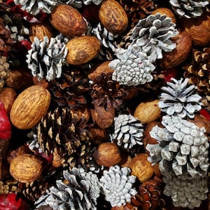 May include: A close-up of a variety of pine cones and brown nuts, some of the pine cones are dusted with white glitter.
