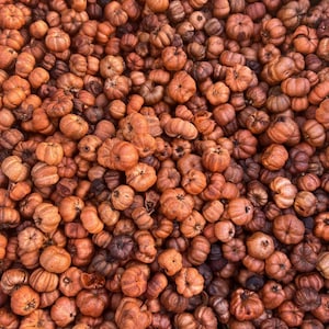 May include: A full frame shot of a pile of small, orange pumpkins. The pumpkins vary in size and shape, with some having darker brown hues. The pumpkins are clustered together, creating a textured and autumnal display.