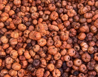 Pumpkin spice scented Putka pods,  orange color