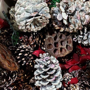 May include: A close-up of a variety of pine cones, some painted white, others natural brown, with dried red flower petals and brown seed pods.