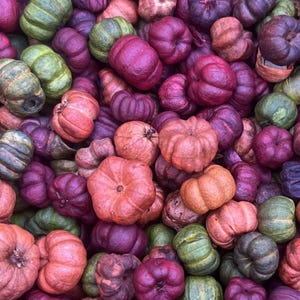 May include: A collection of small, decorative pumpkins in various colors, including shades of orange, green, purple, and burgundy. The pumpkins are clustered together, creating a textured and colorful display, perfect for autumn decor.
