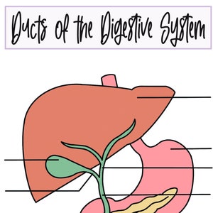 Ducts of the Digestive System Worksheet