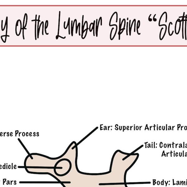 Anatomy of the Lumbar Spine "Scotty Dog"