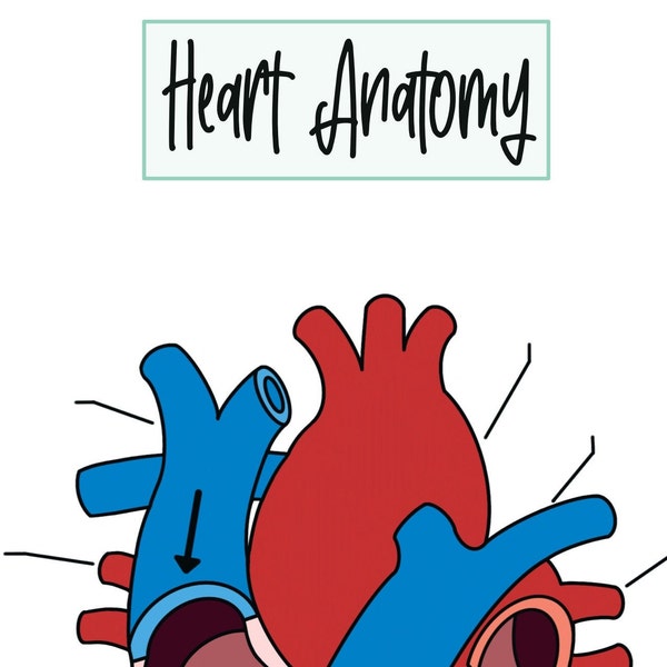 Anatomy of the Heart Bundle