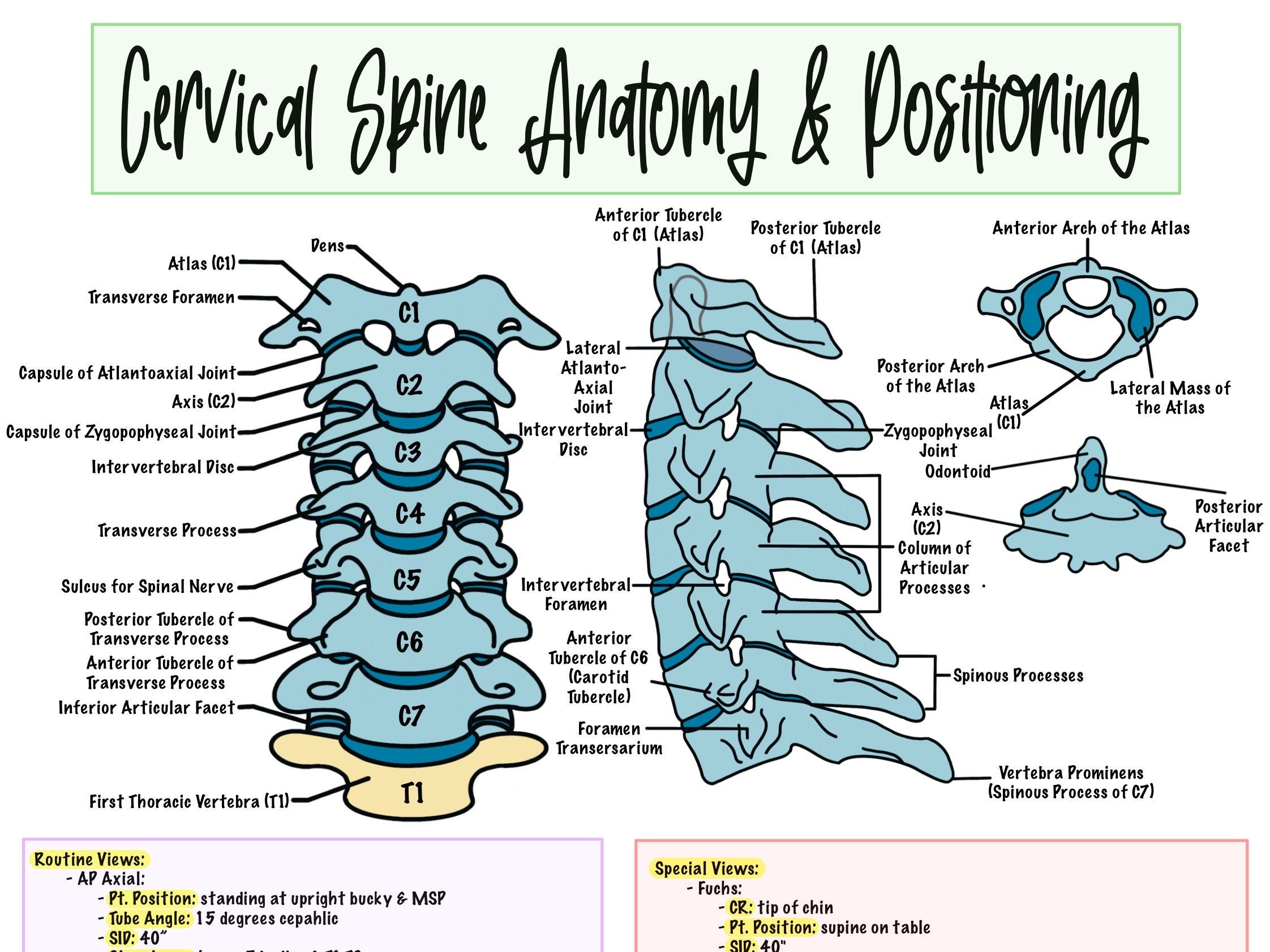 Cervical Spine Cheat Sheet Etsy