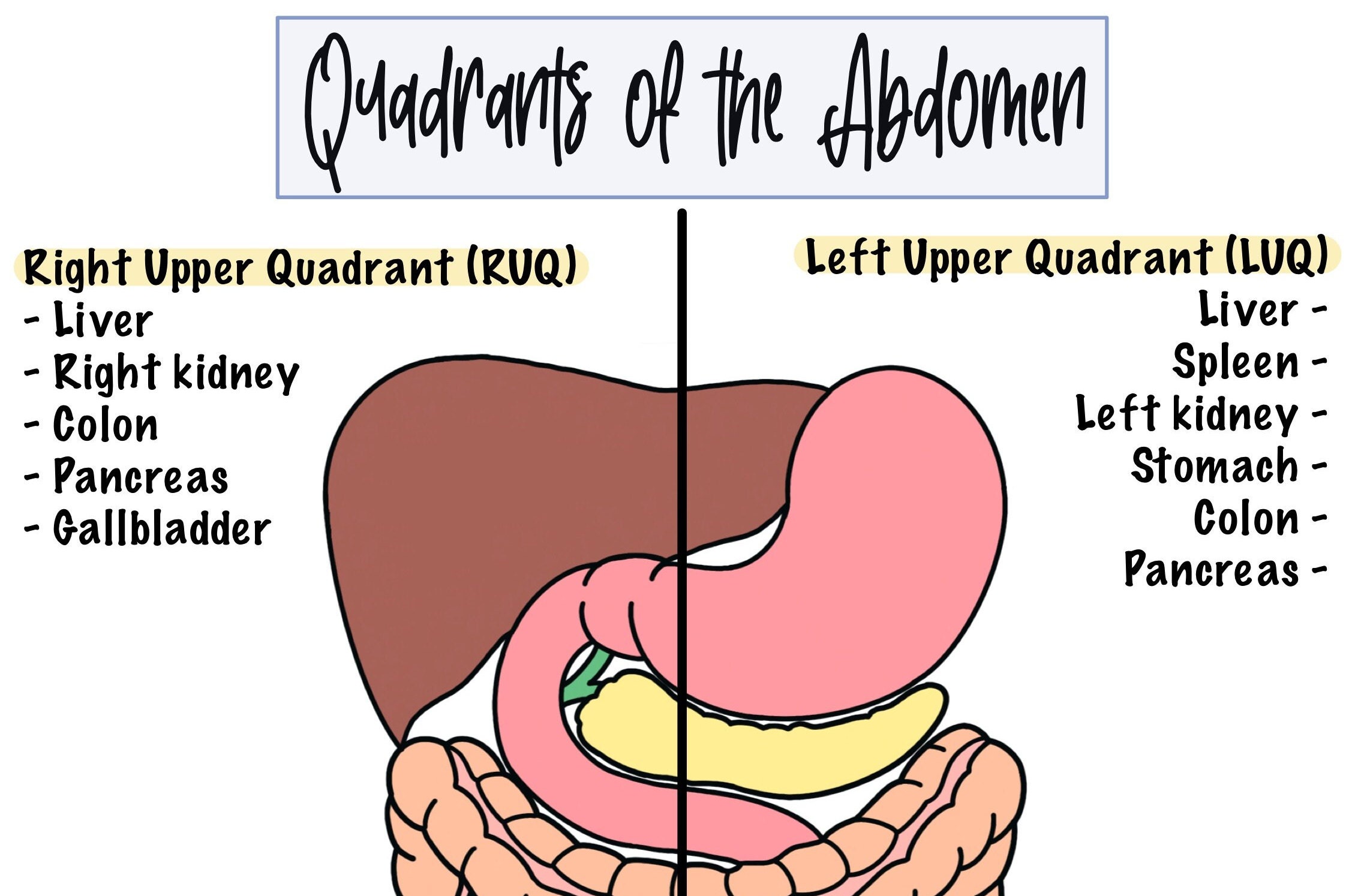 Quadrants Of The Abdomen Cheat Sheet Etsy