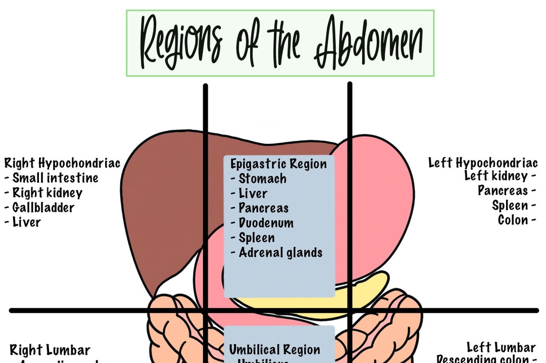 Regions of the Abdomen Cheat Sheet Etsy