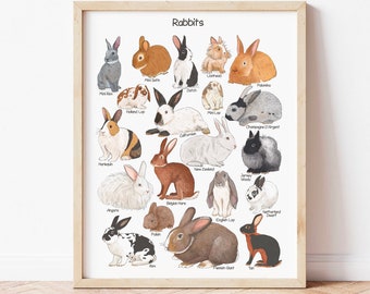 Rabbits Poster Educational Homeschool Decor Bunnies Breeds Watercolor Print Preschool Teacher Printable Resources Pet Playroom Wall Art