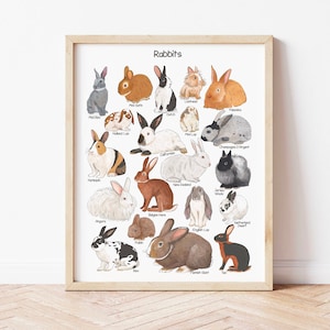 Cartel de conejos, decoración educativa en el hogar, conejitos, razas, acuarela, impresión, profesor de preescolar, recursos imprimibles, sala de juegos para mascotas, arte de pared