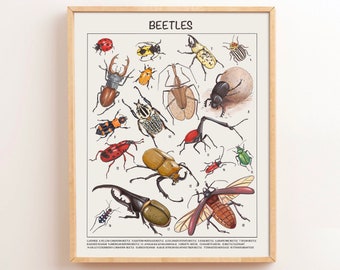 Beetle Educational Posters Homeschool Downloadable Prints Preschool Montessori Classroom Posters Printable Classroom Decor Toddler Wall Art