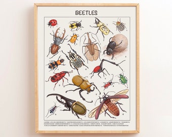 Beetle Educational Posters Homeschool Downloadable Prints Preschool Montessori Classroom Posters